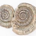 Dactylioceras Ammonite Fossil Split Pair – Whitby Yorkshire Coast – Jurassic Fossil
