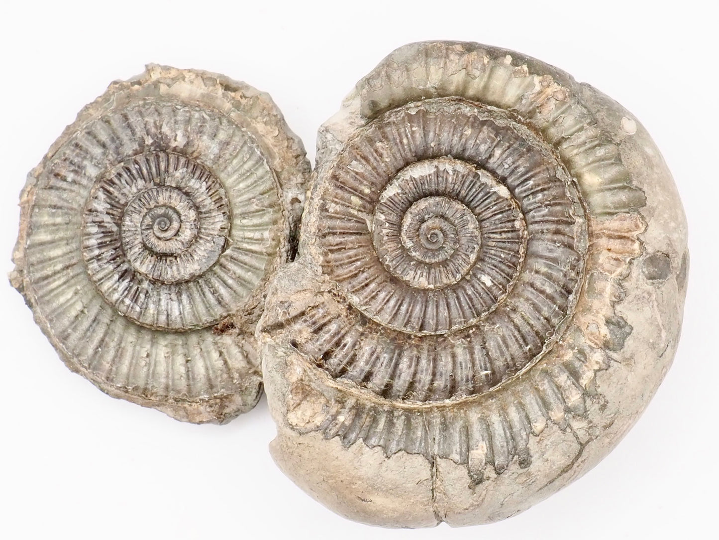 Dactylioceras Ammonite Fossil Split Pair – Whitby Yorkshire Coast – Jurassic Fossil