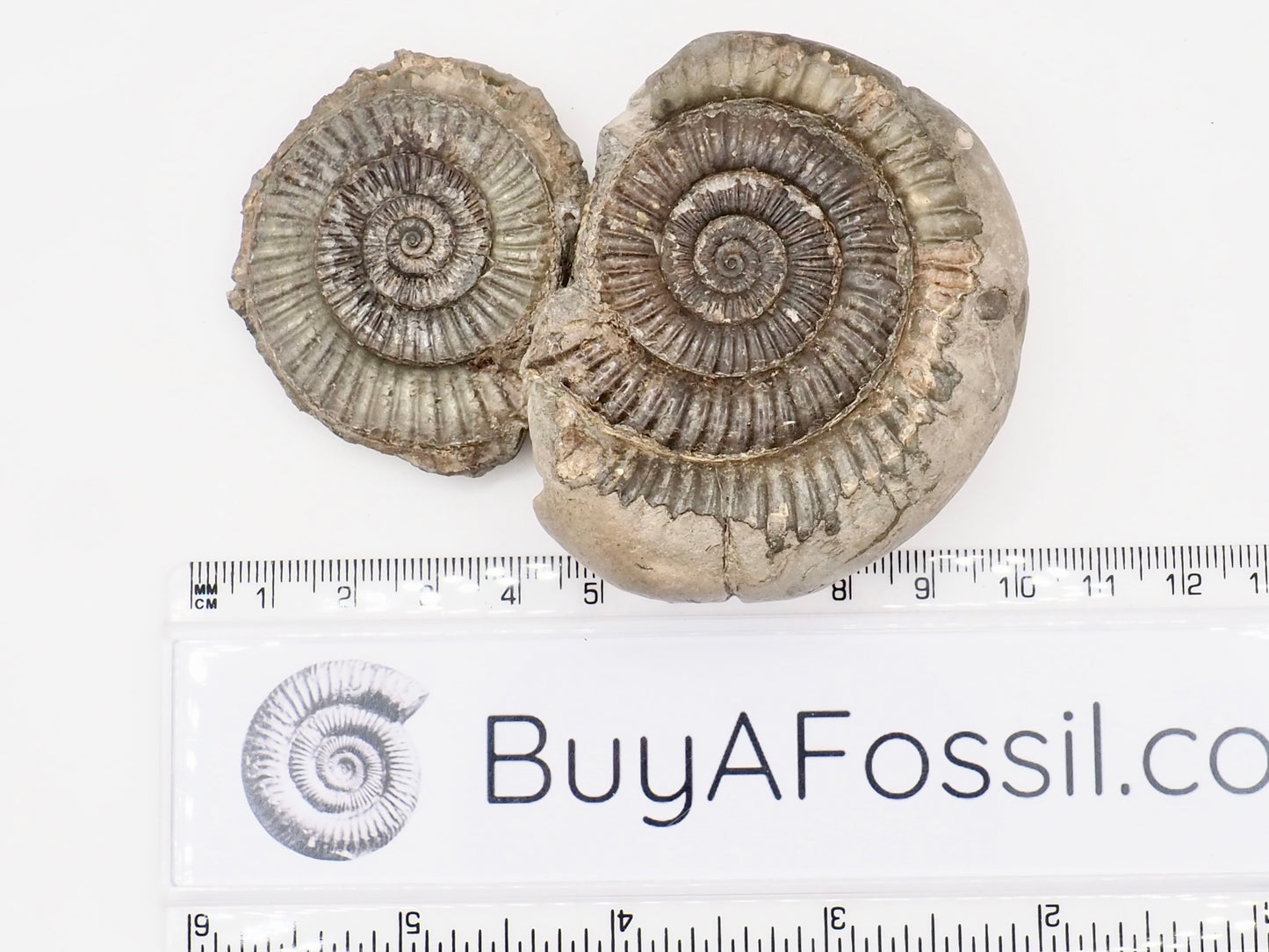 Dactylioceras Ammonite Fossil Split Pair – Whitby Yorkshire Coast – Jurassic Fossil