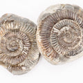 Dactylioceras Ammonite Fossil Split Pair – Whitby Yorkshire Coast – Jurassic Fossil