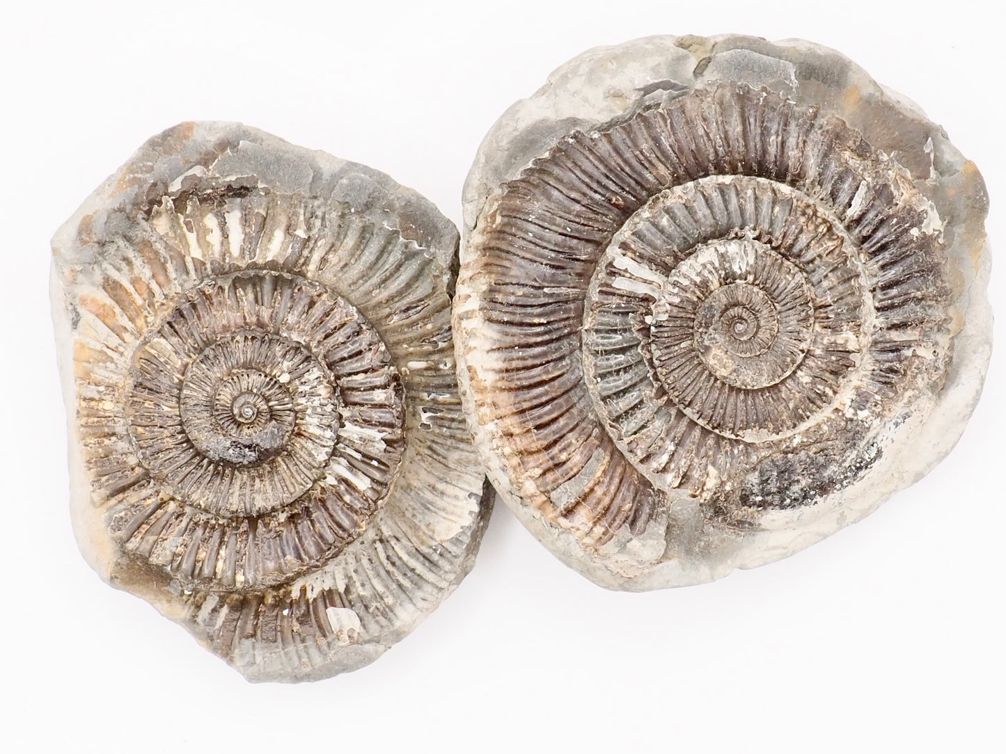 Dactylioceras Ammonite Fossil Split Pair – Whitby Yorkshire Coast – Jurassic Fossil