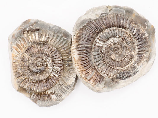 Dactylioceras Ammonite Fossil Split Pair – Whitby Yorkshire Coast – Jurassic Fossil