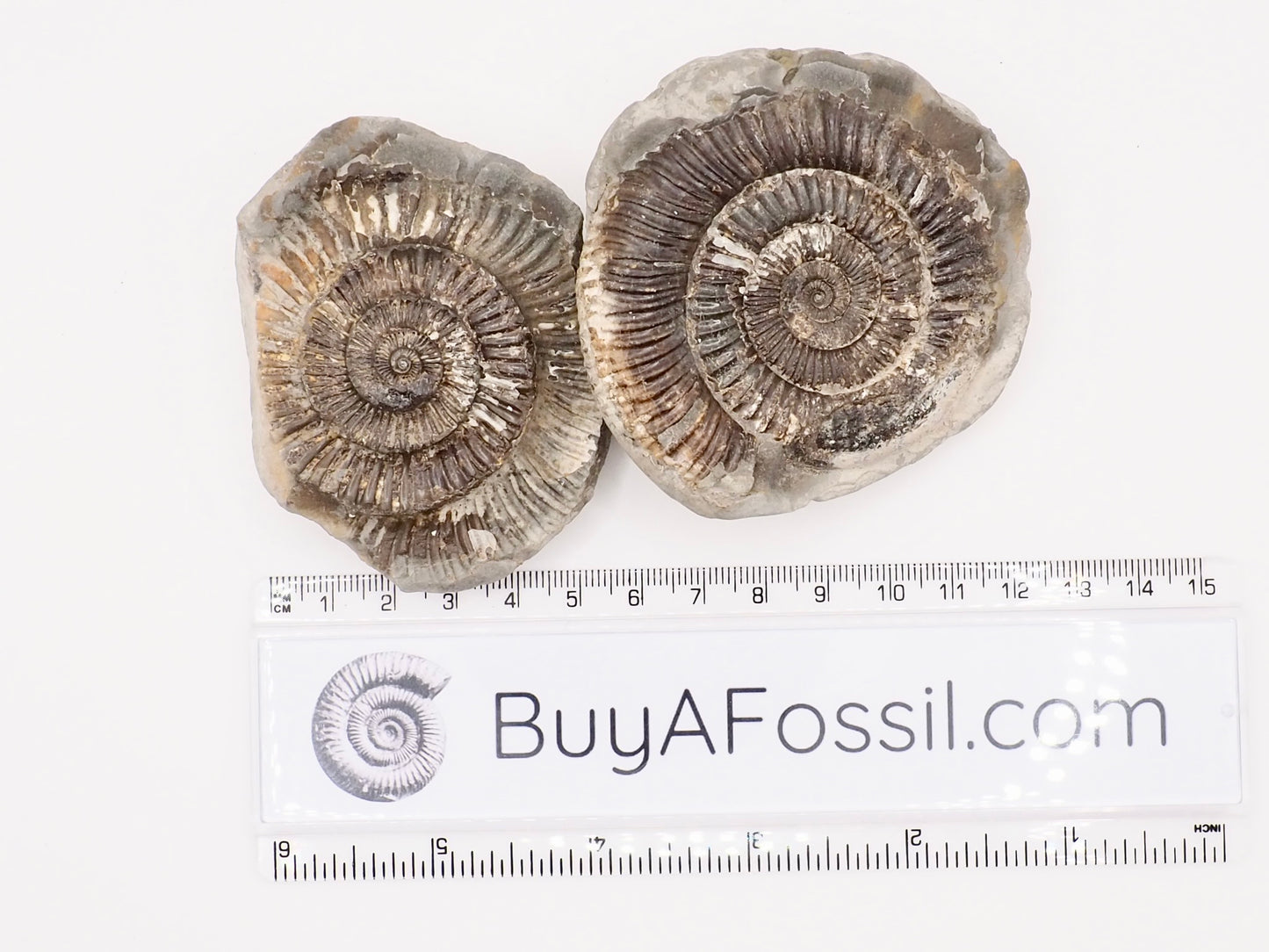 Dactylioceras Ammonite Fossil Split Pair – Whitby Yorkshire Coast – Jurassic Fossil