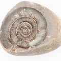 Dactylioceras tenuicostatum Ammonite Fossil Split Pair – Whitby Yorkshire Coast – Jurassic Fossil