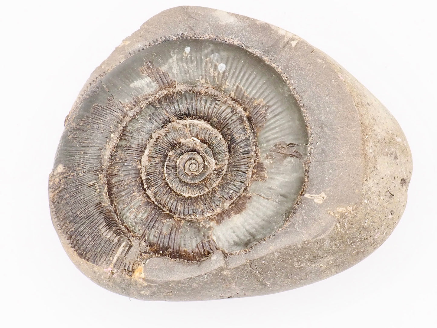 Dactylioceras tenuicostatum Ammonite Fossil Split Pair – Whitby Yorkshire Coast – Jurassic Fossil