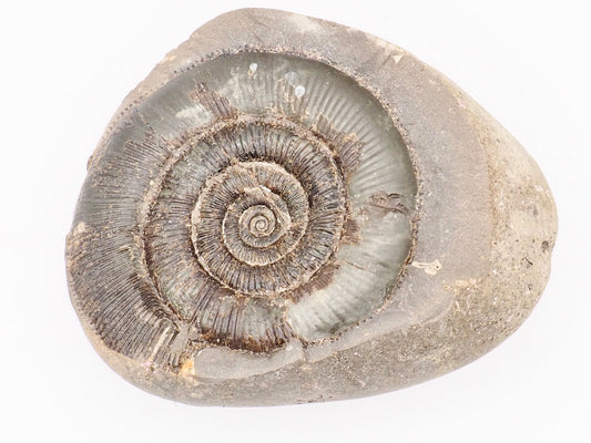 Dactylioceras tenuicostatum Ammonite Fossil Split Pair – Whitby Yorkshire Coast – Jurassic Fossil