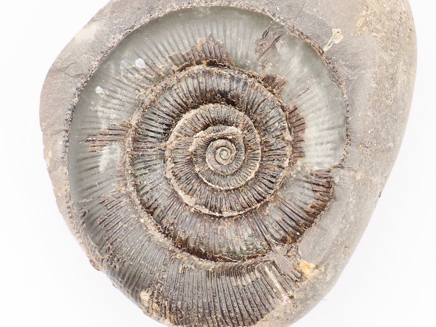 Dactylioceras tenuicostatum Ammonite Fossil Split Pair – Whitby Yorkshire Coast – Jurassic Fossil