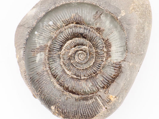Dactylioceras tenuicostatum Ammonite Fossil Split Pair – Whitby Yorkshire Coast – Jurassic Fossil