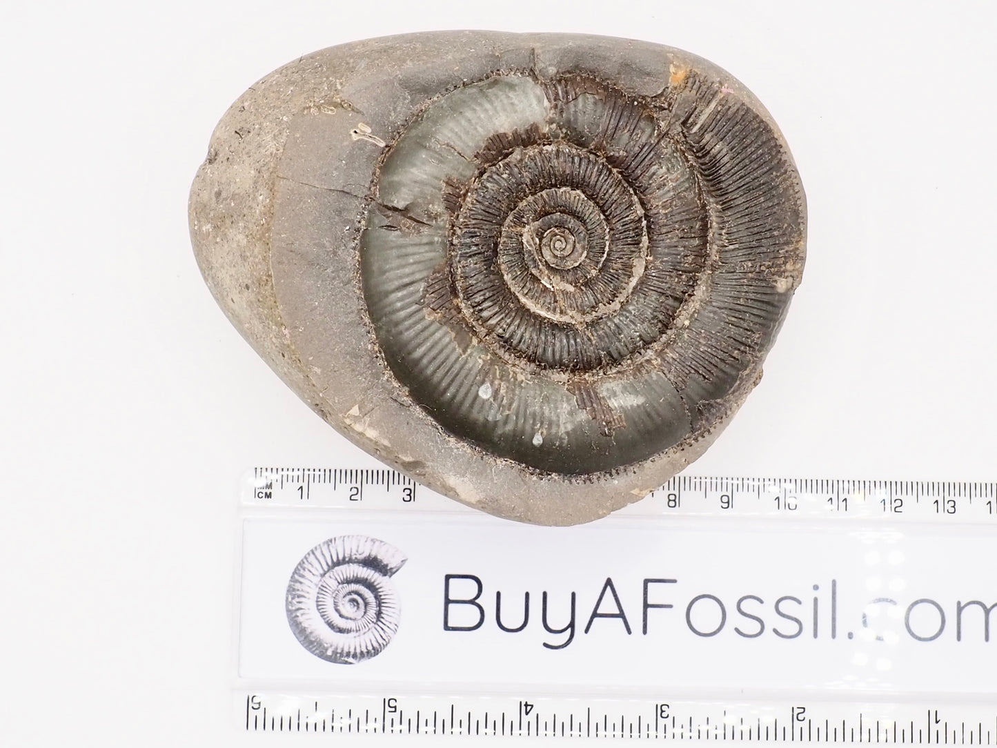 Dactylioceras tenuicostatum Ammonite Fossil Split Pair – Whitby Yorkshire Coast – Jurassic Fossil