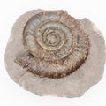 Dactylioceras tenuicostatum Ammonite Fossil Split Pair – Whitby Yorkshire Coast – Jurassic Fossil