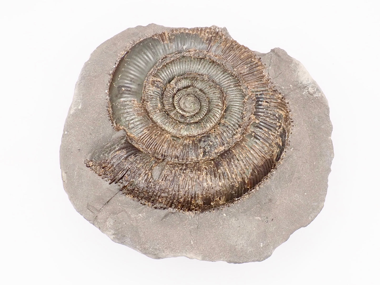 Dactylioceras tenuicostatum Ammonite Fossil Split Pair – Whitby Yorkshire Coast – Jurassic Fossil
