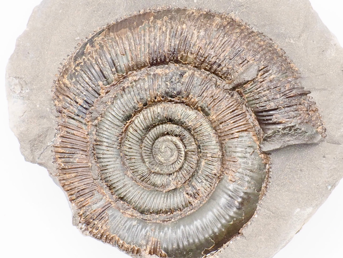 Dactylioceras tenuicostatum Ammonite Fossil Split Pair – Whitby Yorkshire Coast – Jurassic Fossil