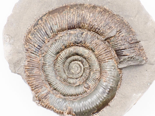 Dactylioceras tenuicostatum Ammonite Fossil Split Pair – Whitby Yorkshire Coast – Jurassic Fossil