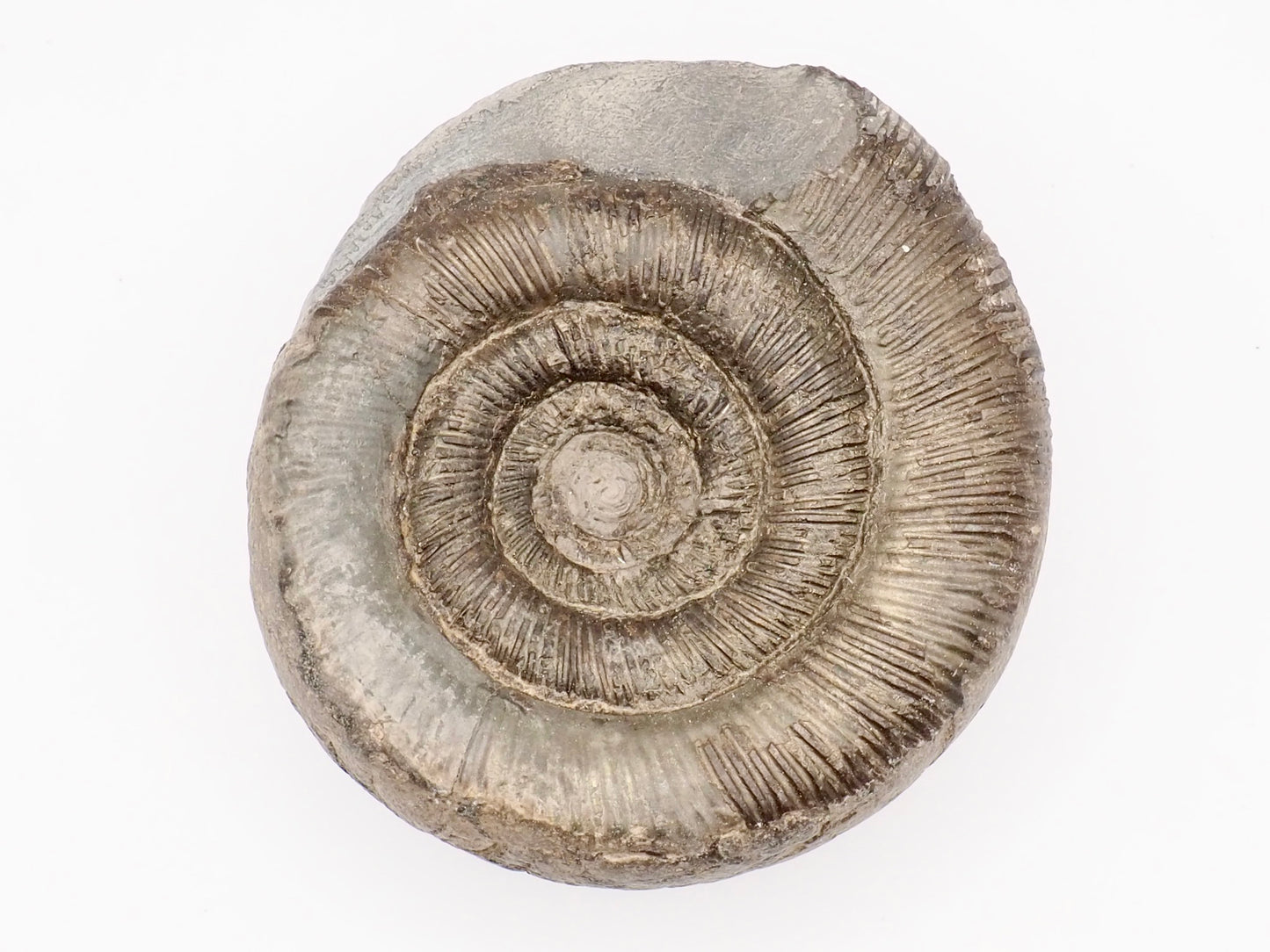 Dactylioceras tenuicostatum Ammonite Fossil – Whitby Yorkshire Coast – Jurassic Fossil