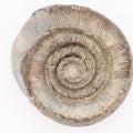 Dactylioceras tenuicostatum Ammonite Fossil – Whitby Yorkshire Coast – Jurassic Fossil
