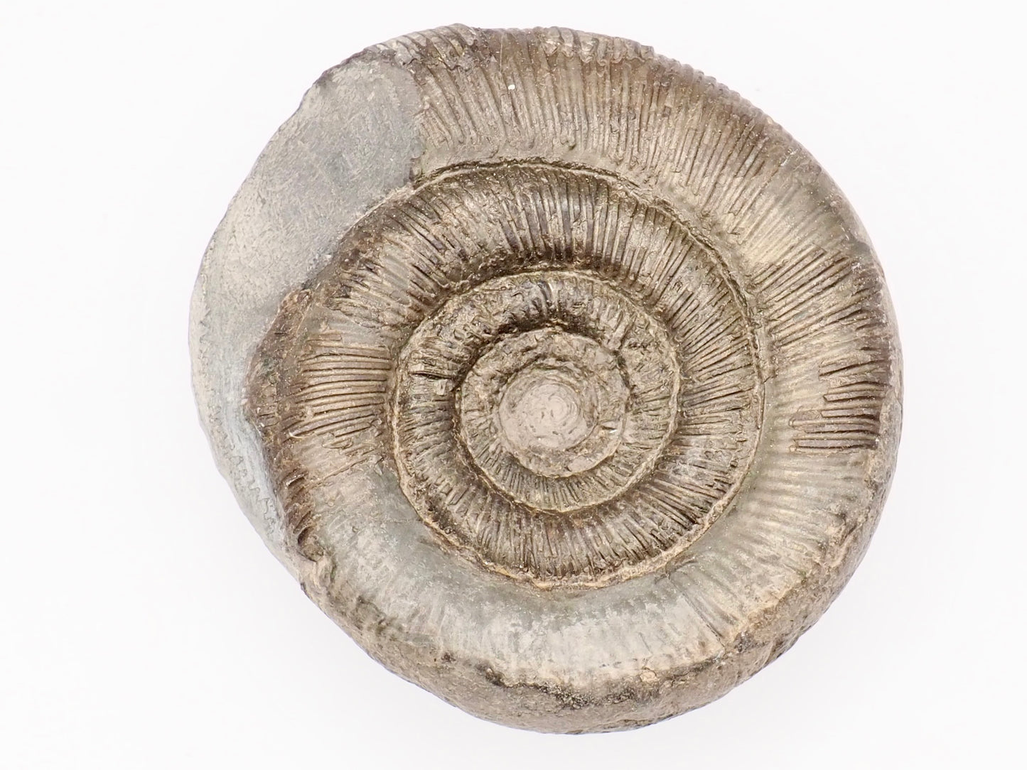 Dactylioceras tenuicostatum Ammonite Fossil – Whitby Yorkshire Coast – Jurassic Fossil