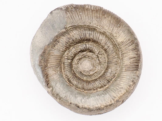 Dactylioceras tenuicostatum Ammonite Fossil – Whitby Yorkshire Coast – Jurassic Fossil