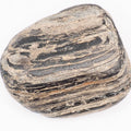 Fossil Wood Fossil – Whitby Yorkshire Coast – Jurassic Fossil