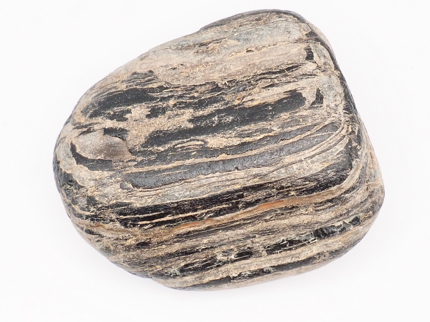 Fossil Wood Fossil – Whitby Yorkshire Coast – Jurassic Fossil