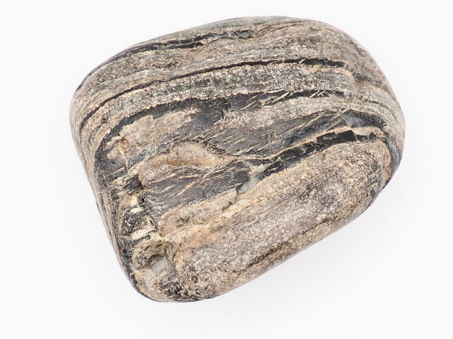 Fossil Wood Fossil – Whitby Yorkshire Coast – Jurassic Fossil