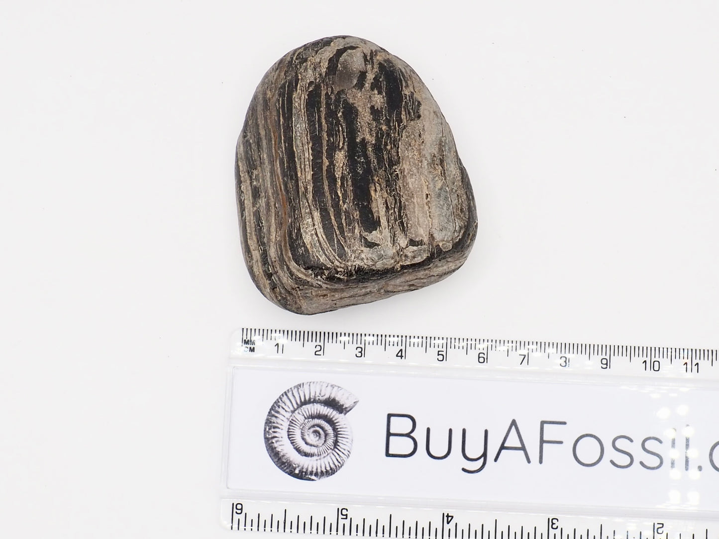 Fossil Wood Fossil – Whitby Yorkshire Coast – Jurassic Fossil