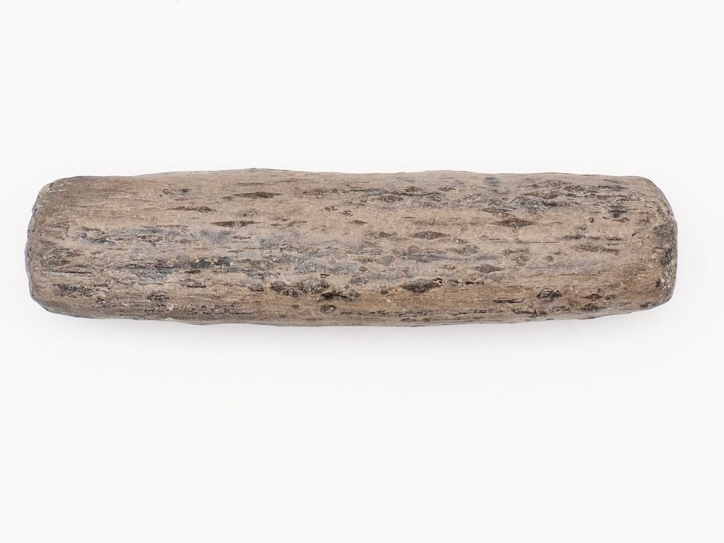 Fossil Wood Fossil – Whitby Yorkshire Coast – Jurassic Fossil