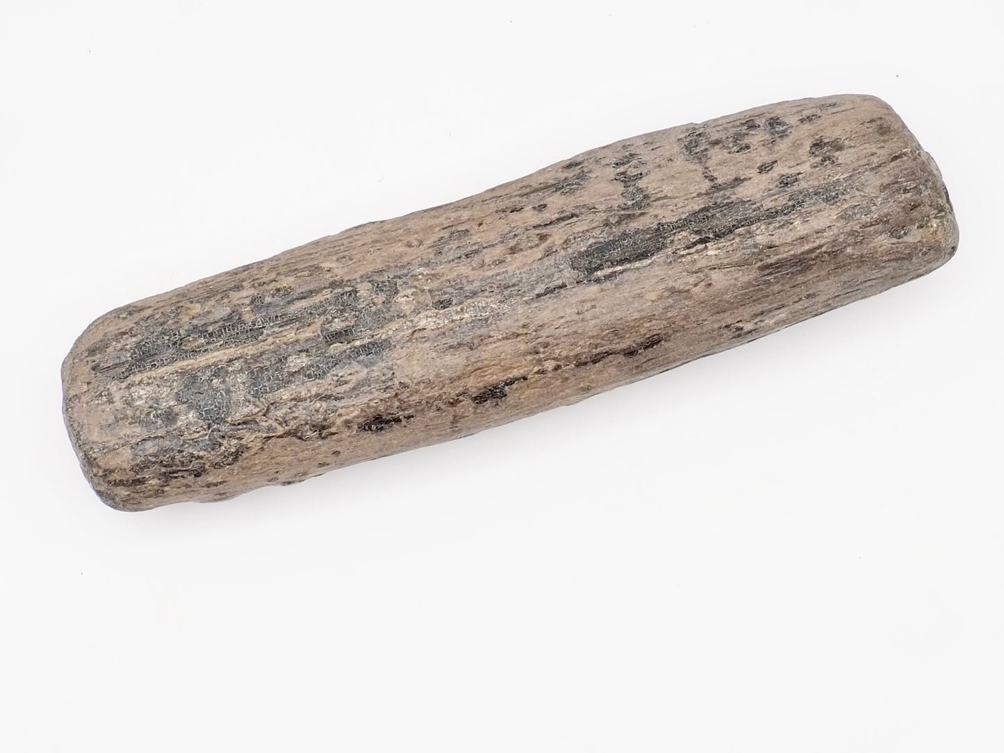 Fossil Wood Fossil – Whitby Yorkshire Coast – Jurassic Fossil