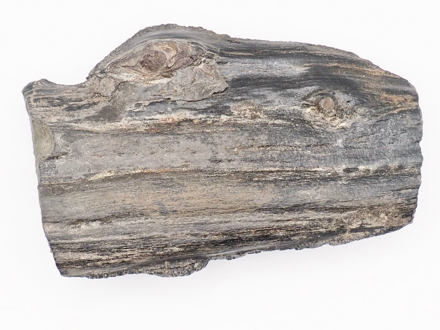 Fossil Wood Fossil – Whitby Yorkshire Coast – Jurassic Fossil