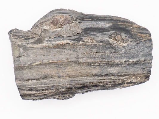Fossil Wood Fossil – Whitby Yorkshire Coast – Jurassic Fossil