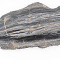 Fossil Wood Fossil – Whitby Yorkshire Coast – Jurassic Fossil