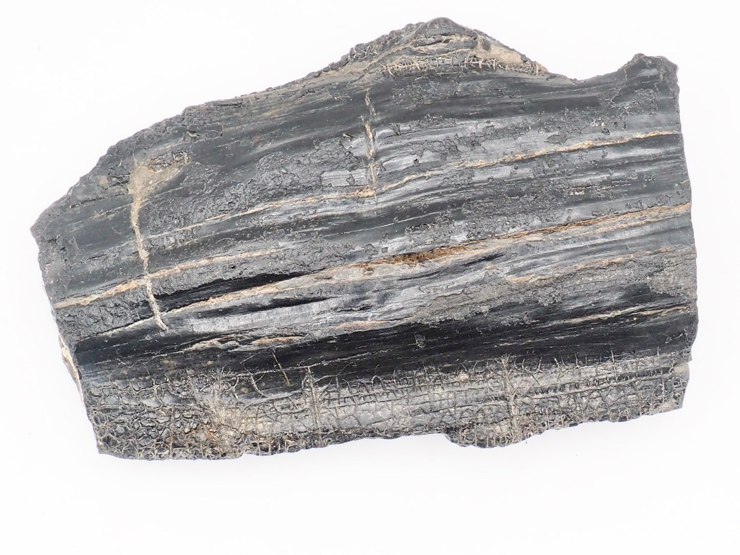 Fossil Wood Fossil – Whitby Yorkshire Coast – Jurassic Fossil