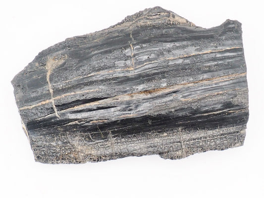 Fossil Wood Fossil – Whitby Yorkshire Coast – Jurassic Fossil