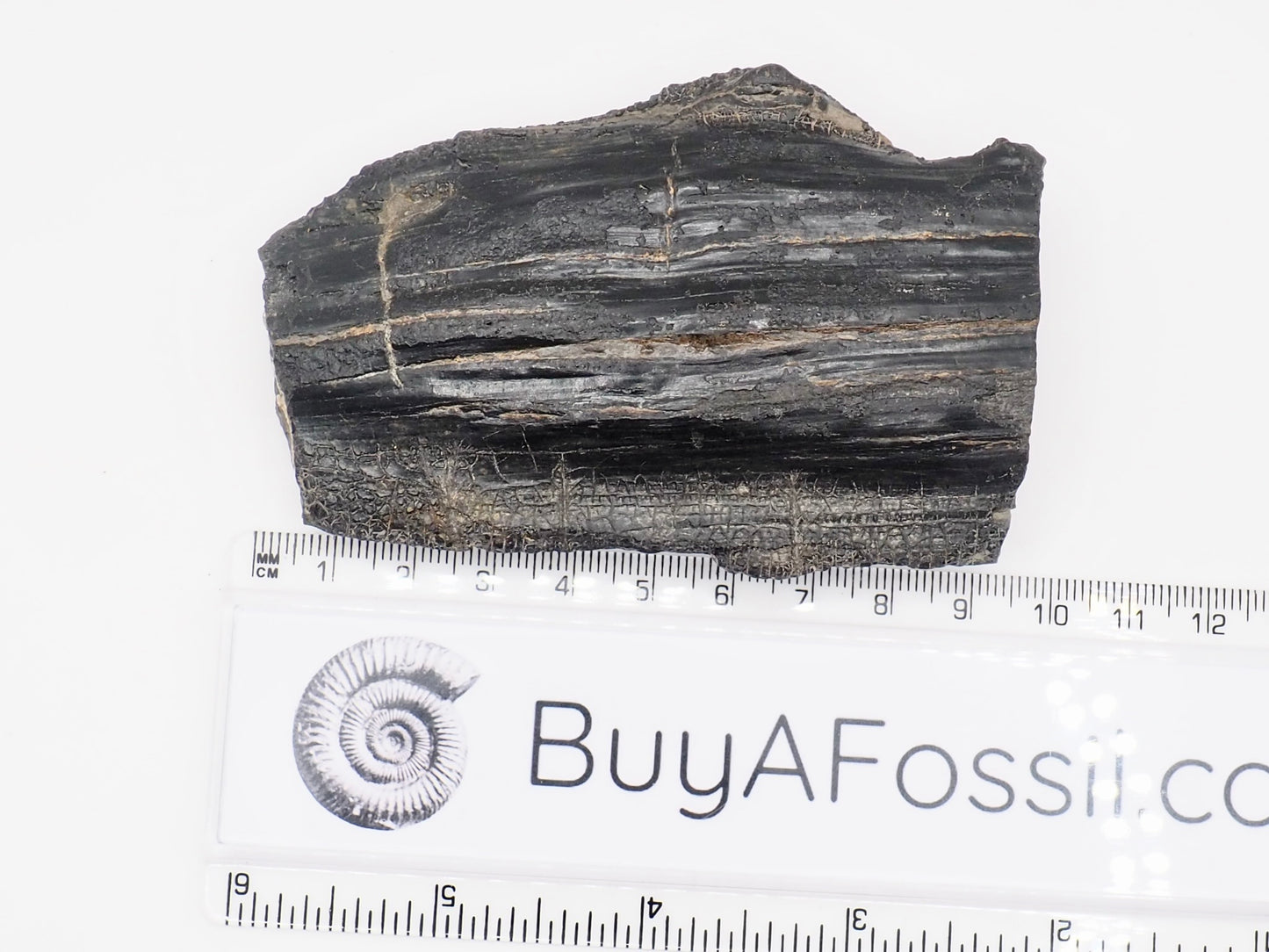 Fossil Wood Fossil – Whitby Yorkshire Coast – Jurassic Fossil