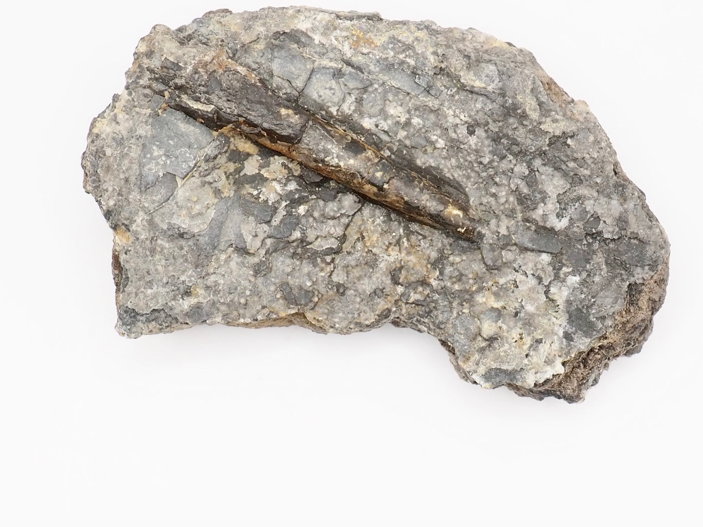 Half Ichthyosaur Vertebra Fossil with Belemnite – Whitby Yorkshire Coast – Jurassic Fossil