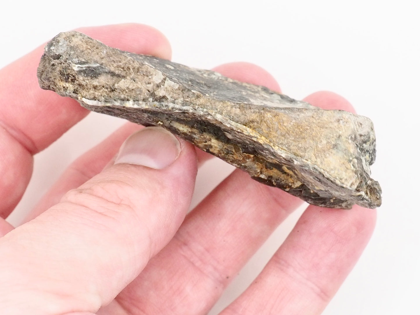Half Ichthyosaur Vertebra Fossil with Belemnite – Whitby Yorkshire Coast – Jurassic Fossil