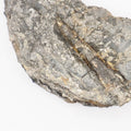 Half Ichthyosaur Vertebra Fossil with Belemnite – Whitby Yorkshire Coast – Jurassic Fossil