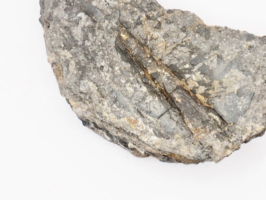 Half Ichthyosaur Vertebra Fossil with Belemnite – Whitby Yorkshire Coast – Jurassic Fossil