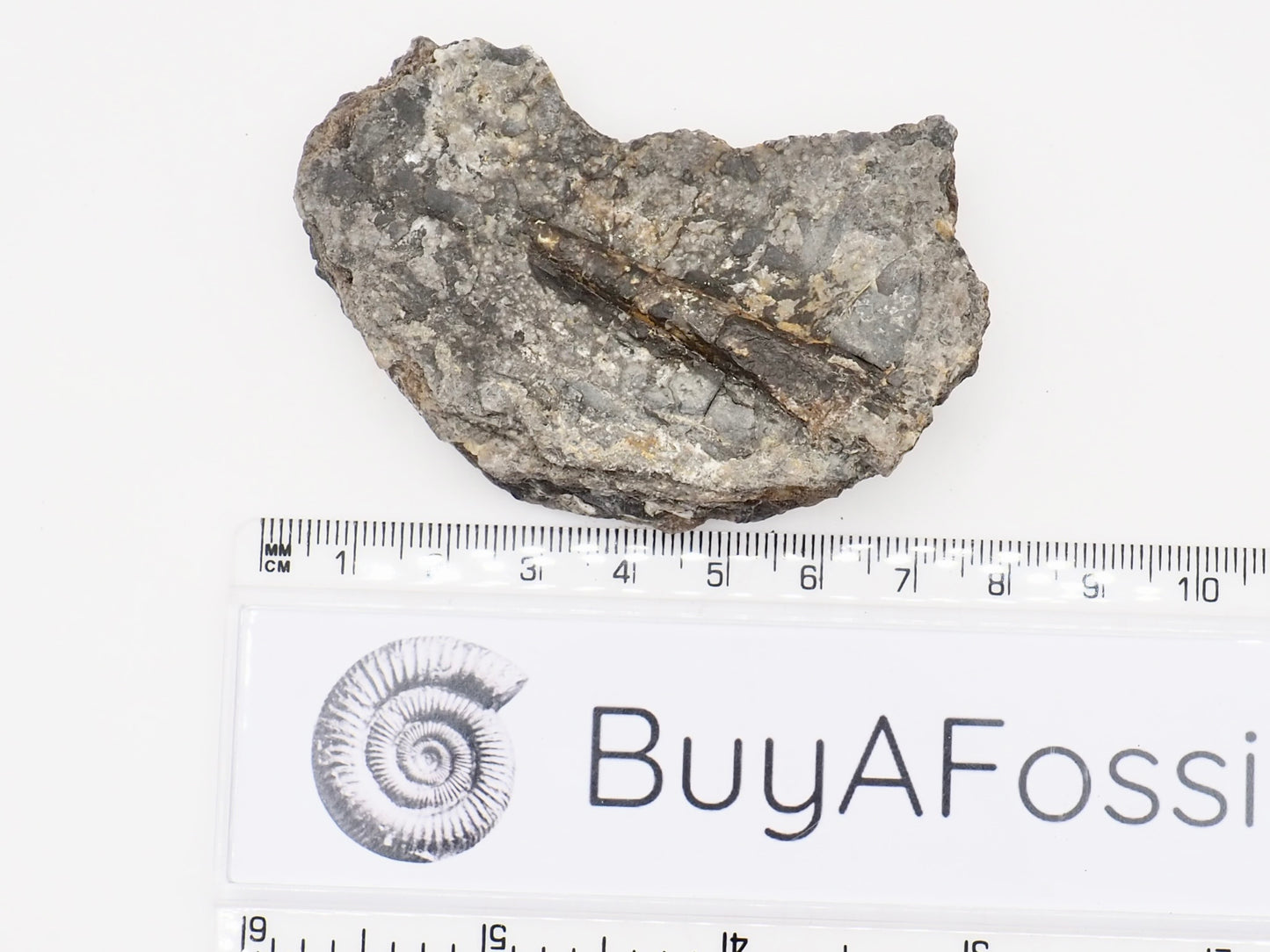 Half Ichthyosaur Vertebra Fossil with Belemnite – Whitby Yorkshire Coast – Jurassic Fossil