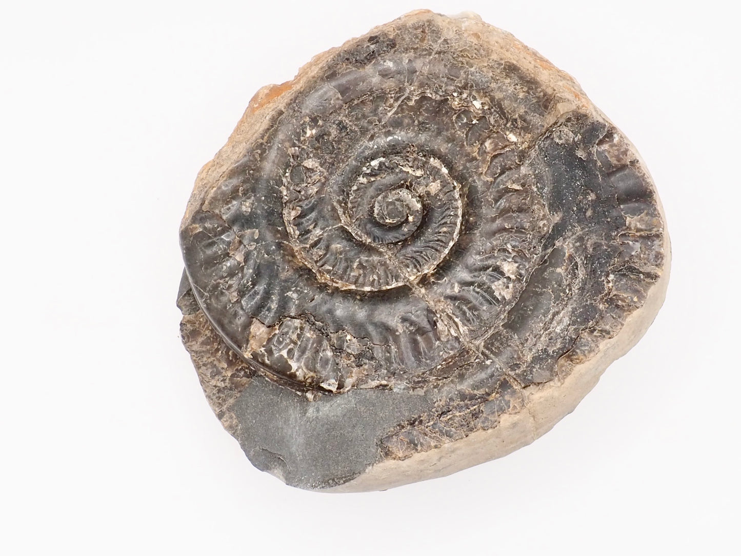 Hildoceras Ammonite Fossil – Whitby Yorkshire Coast – Jurassic Fossil