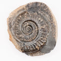 Hildoceras Ammonite Fossil – Whitby Yorkshire Coast – Jurassic Fossil