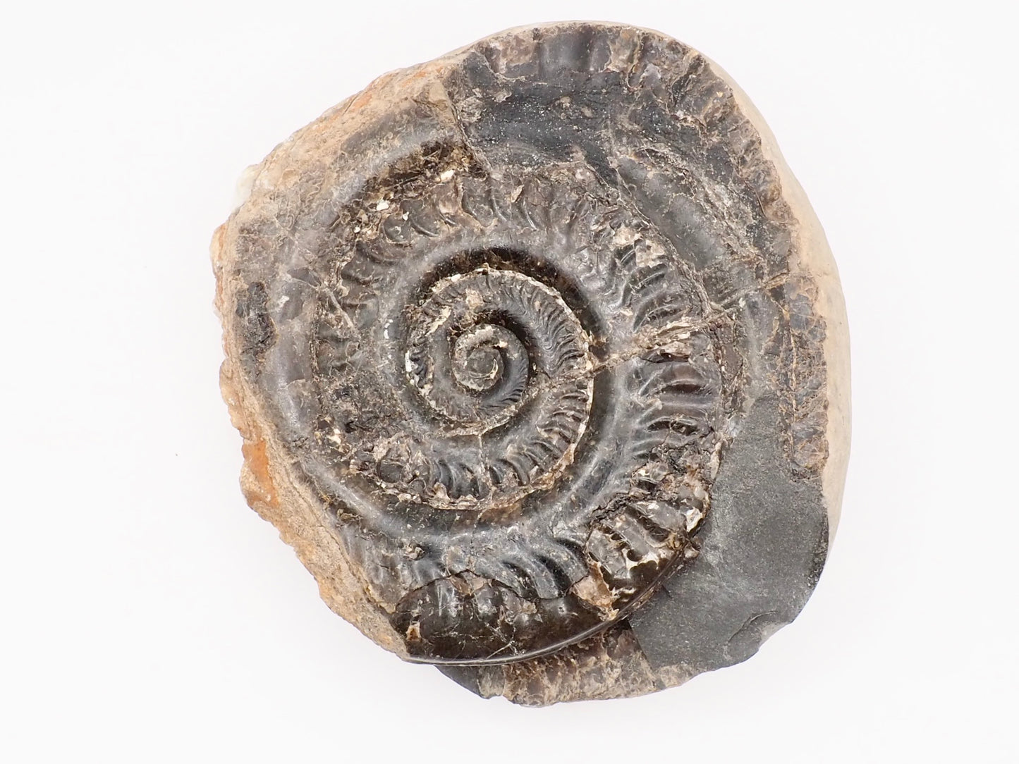Hildoceras Ammonite Fossil – Whitby Yorkshire Coast – Jurassic Fossil