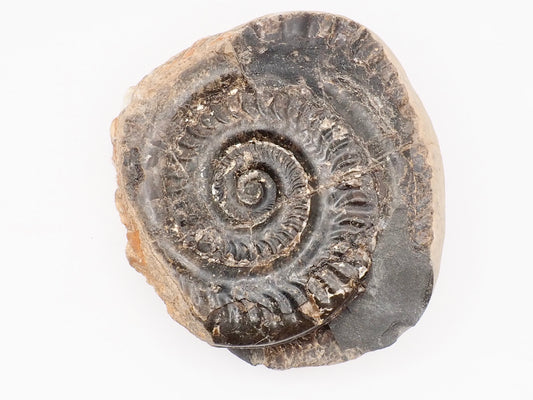 Hildoceras Ammonite Fossil – Whitby Yorkshire Coast – Jurassic Fossil