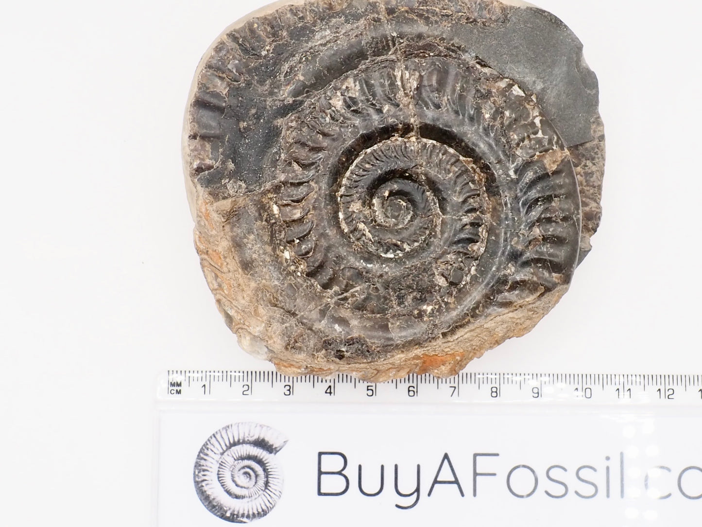 Hildoceras Ammonite Fossil – Whitby Yorkshire Coast – Jurassic Fossil