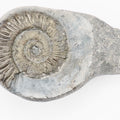 Peronoceras Spiny Ammonite Fossil – Whitby Yorkshire Coast – Jurassic Fossil