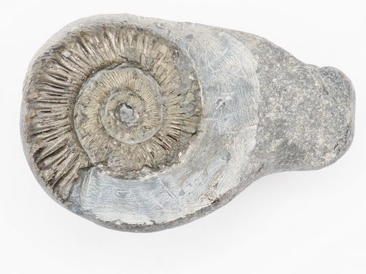 Peronoceras Spiny Ammonite Fossil – Whitby Yorkshire Coast – Jurassic Fossil
