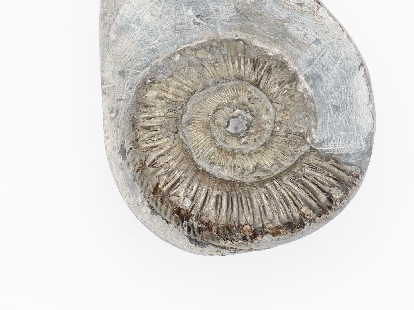 Peronoceras Spiny Ammonite Fossil – Whitby Yorkshire Coast – Jurassic Fossil
