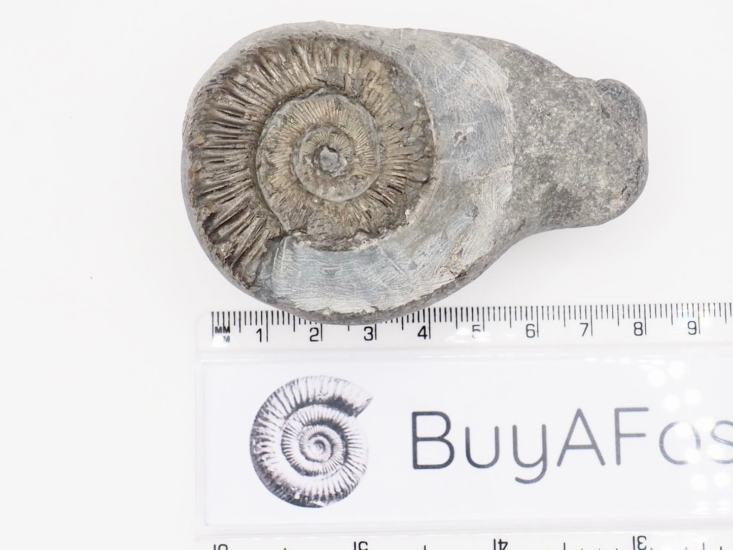 Peronoceras Spiny Ammonite Fossil – Whitby Yorkshire Coast – Jurassic Fossil