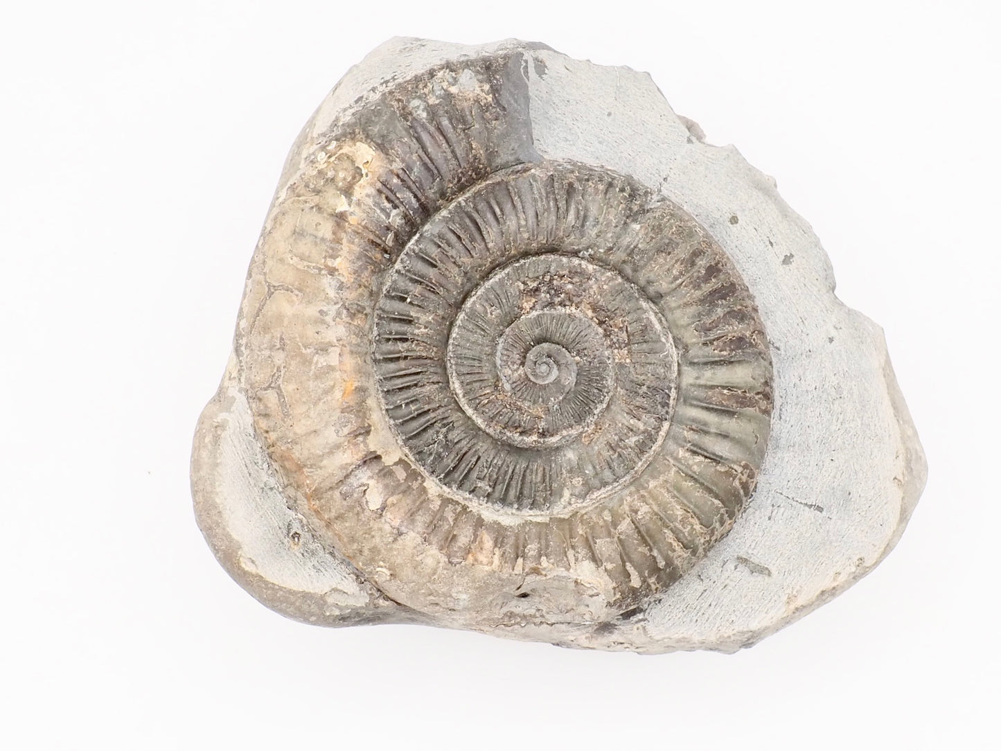 Dactylioceras Ammonite Fossil – Whitby Yorkshire Coast – Jurassic Fossil