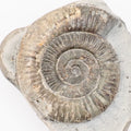 Dactylioceras Ammonite Fossil – Whitby Yorkshire Coast – Jurassic Fossil