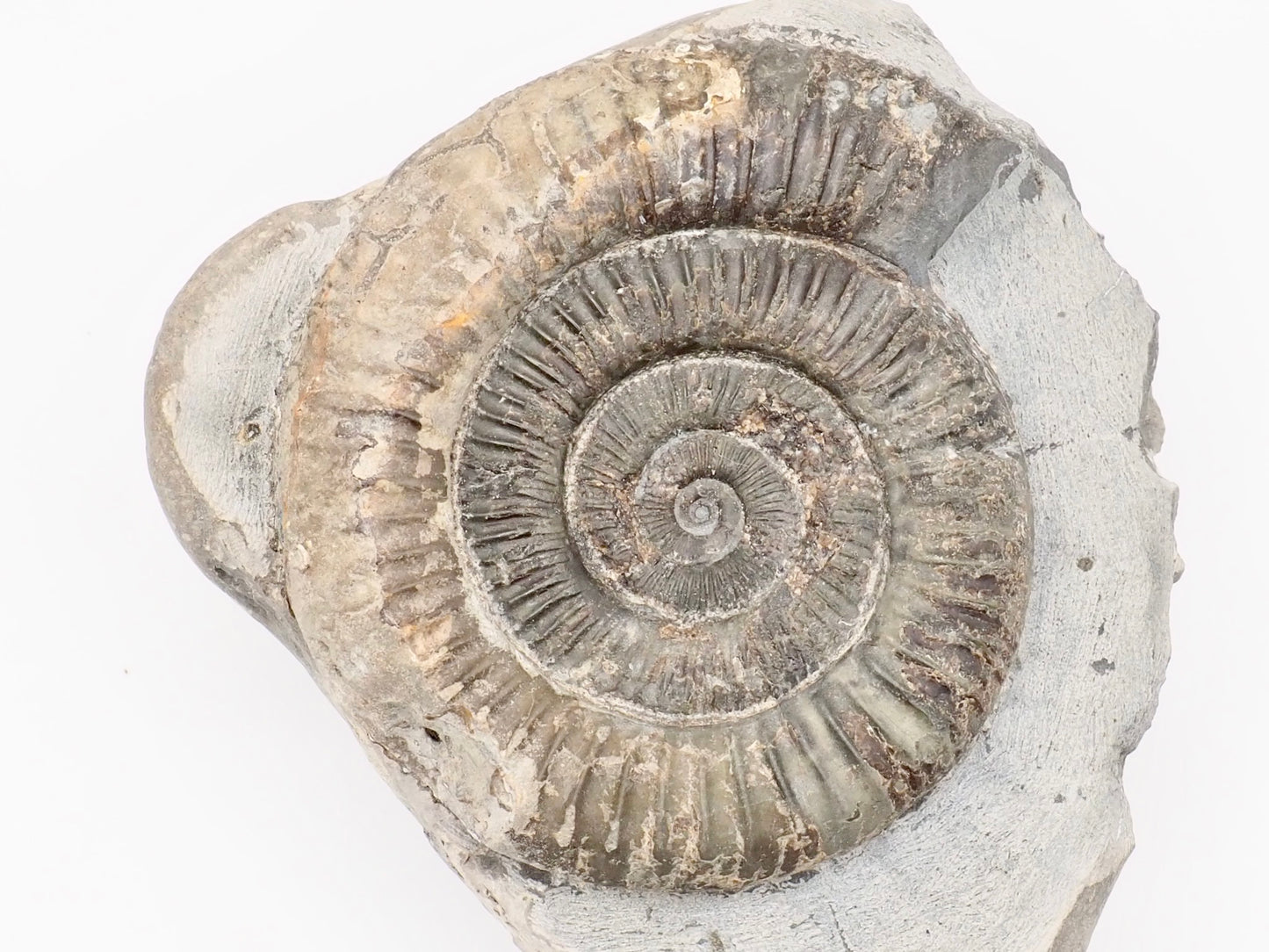 Dactylioceras Ammonite Fossil – Whitby Yorkshire Coast – Jurassic Fossil